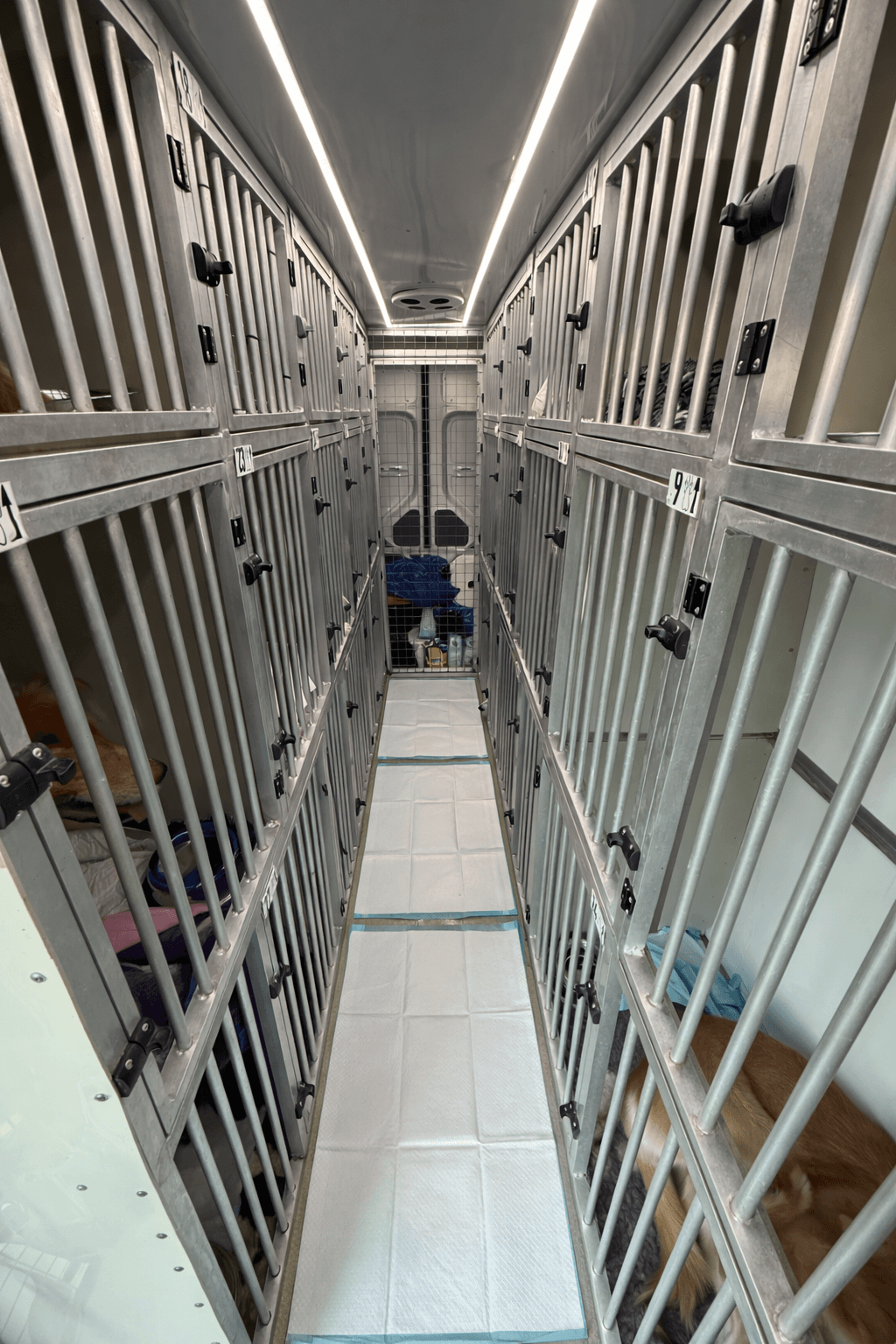 Inside the cabin. Lined, non-slip kennels under low LED light.