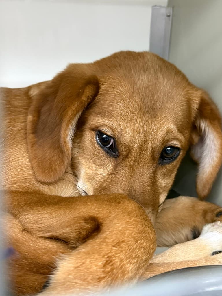 A rescue puppy curled up in a shelter kennel in Romania, before the journey.