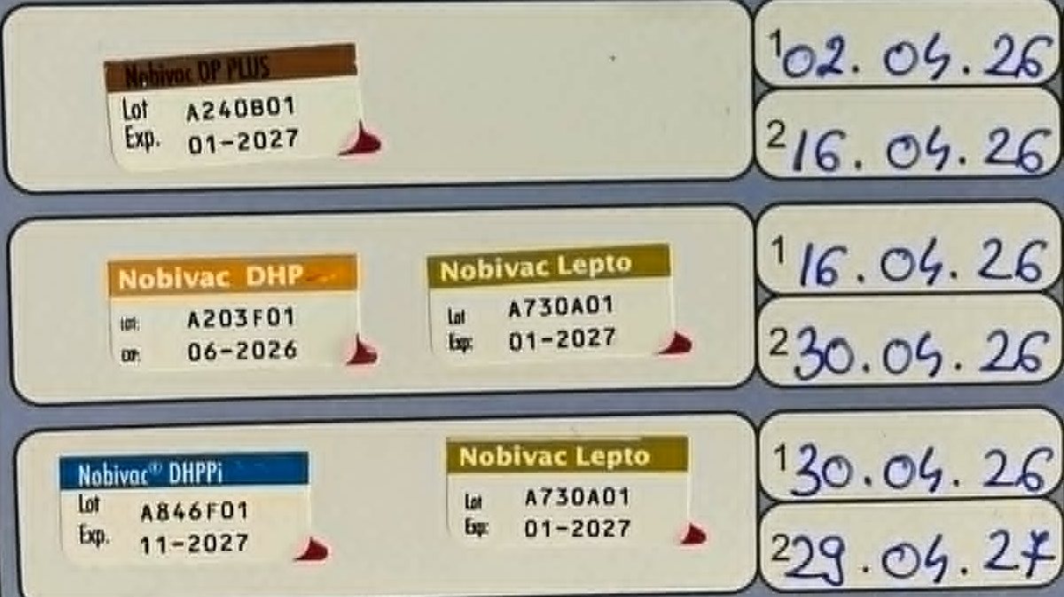 Vaccine stickers and dates in a Romanian pet passport